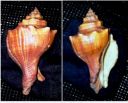 Double mouth conch sankh ( only one piece available)